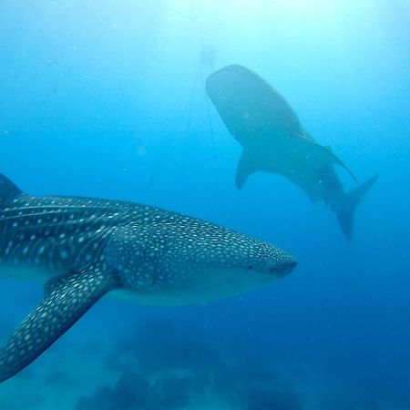Southseas Beach Resort And Dive Center Сантандер Екстериор снимка