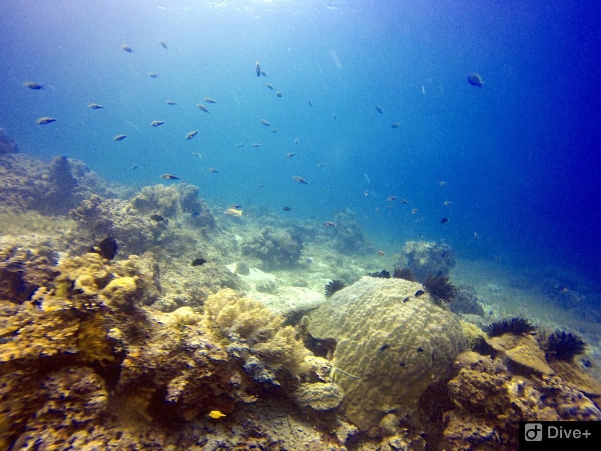 Southseas Beach Resort And Dive Center Сантандер Екстериор снимка