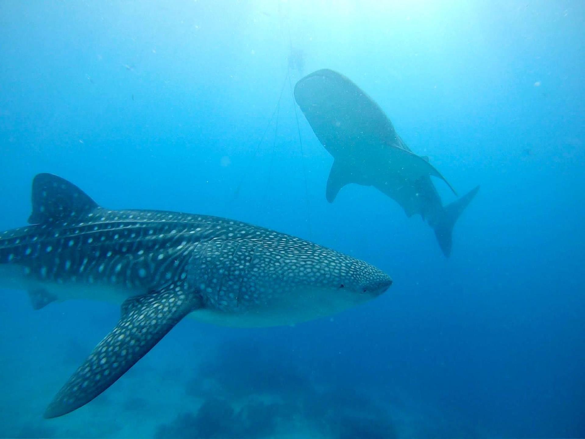 Southseas Beach Resort And Dive Center Сантандер Екстериор снимка